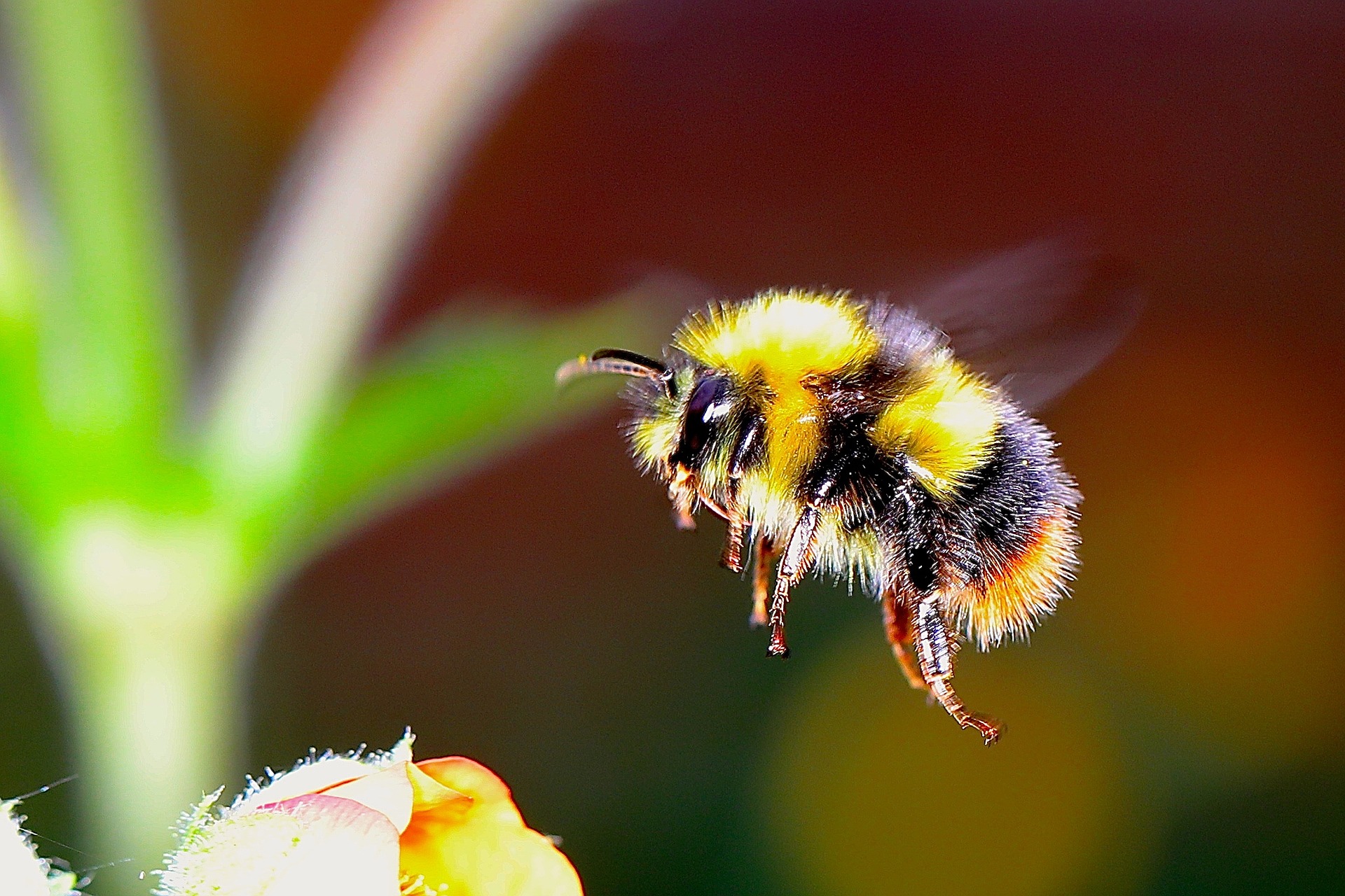 Pollination bee
